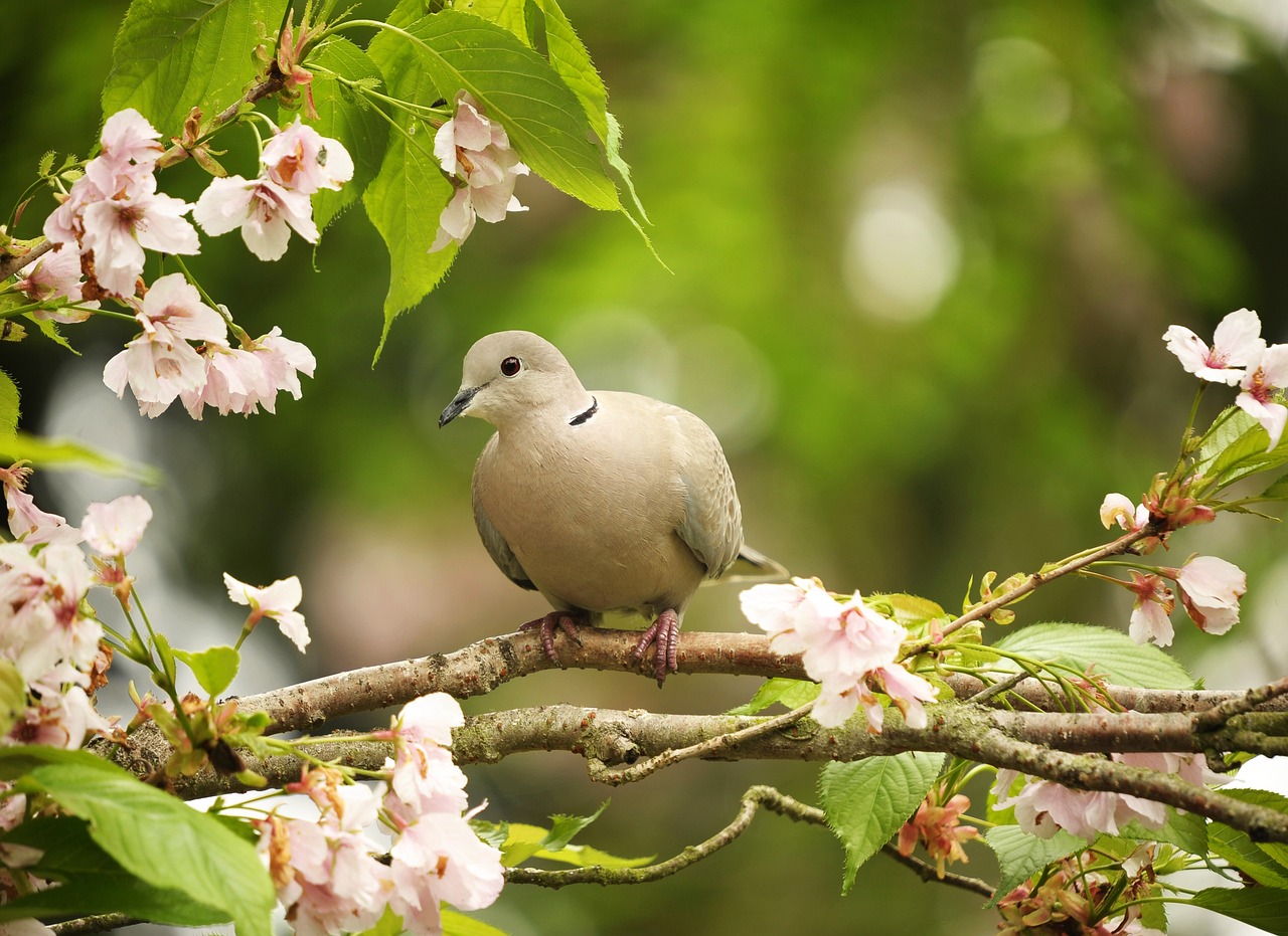 If You Love Birds, Don't Do This in Your Garden